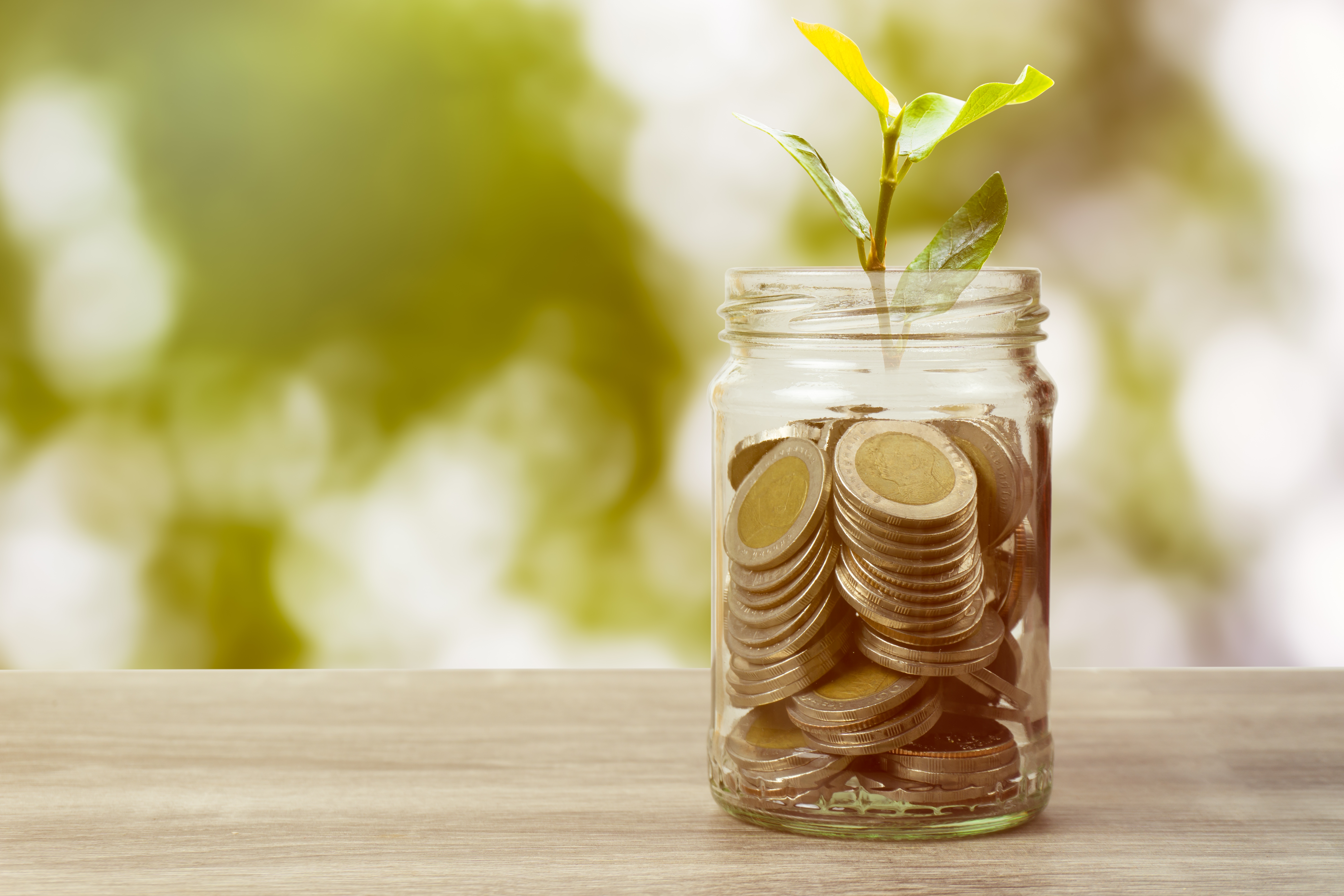 Savings And Investment Concept. Plant Growing On Coins In Jar On